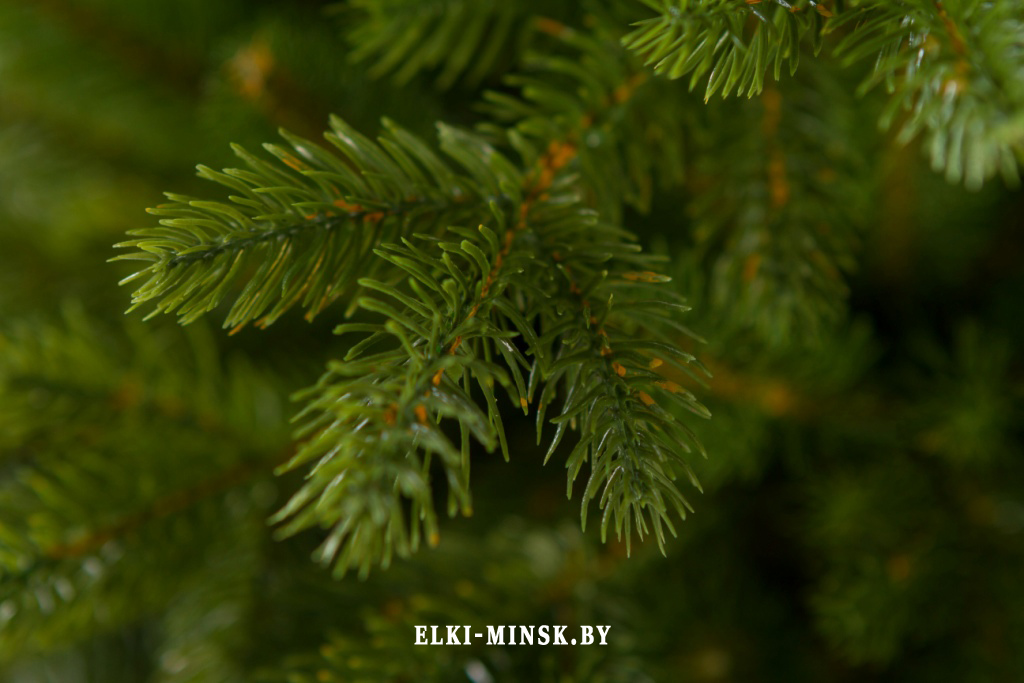 el alayska temnay (1)