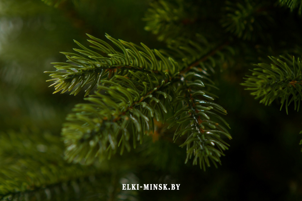 el alayska temnay (10)
