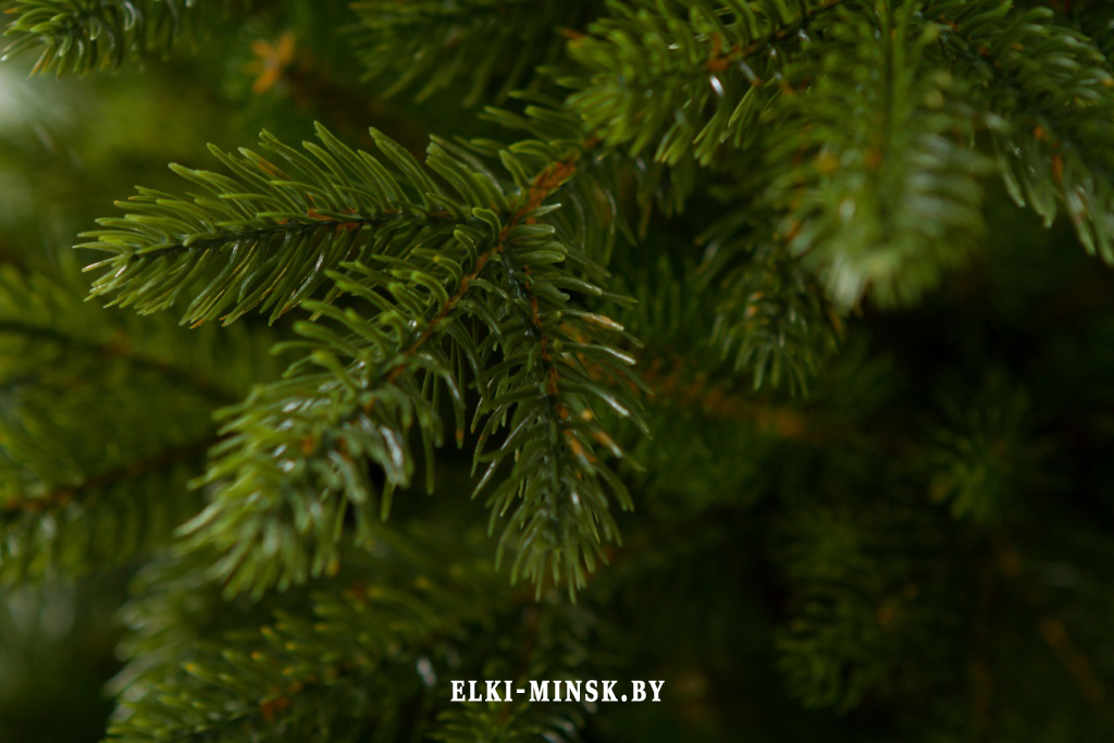 el alayska temnay (11)