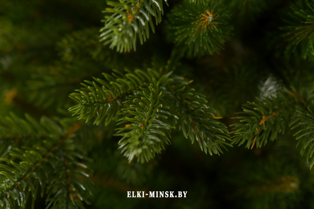 el alayska temnay (12)