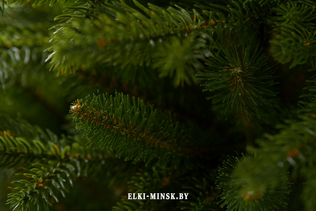 el alayska temnay (13)