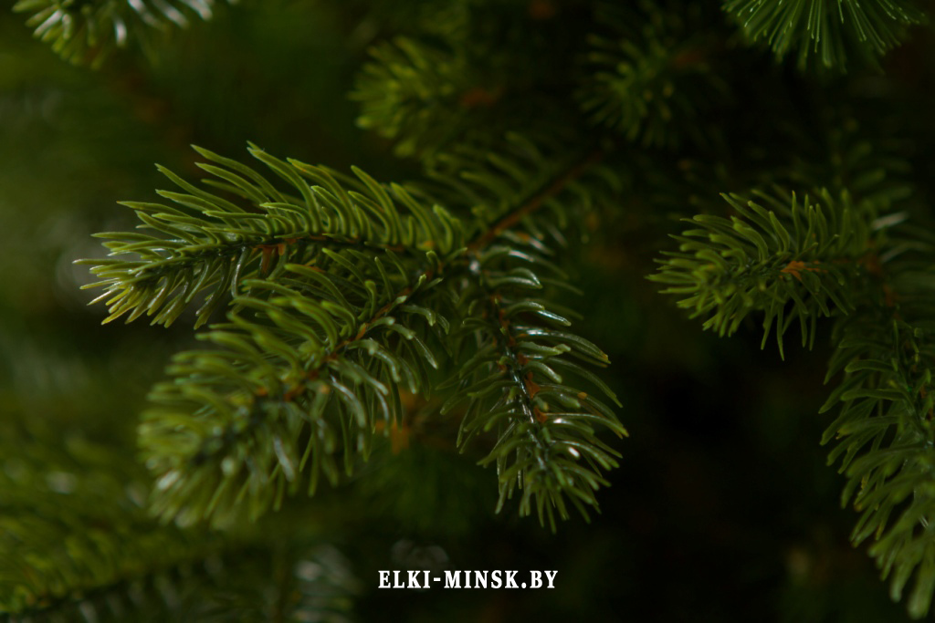 el alayska temnay (14)