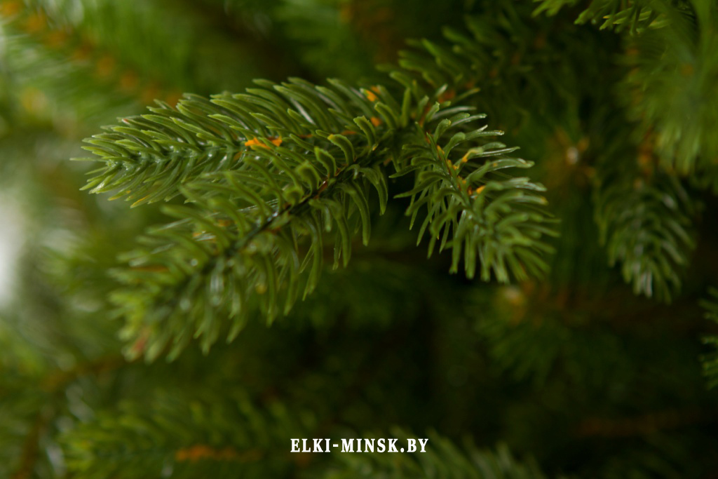 el alayska temnay (3)