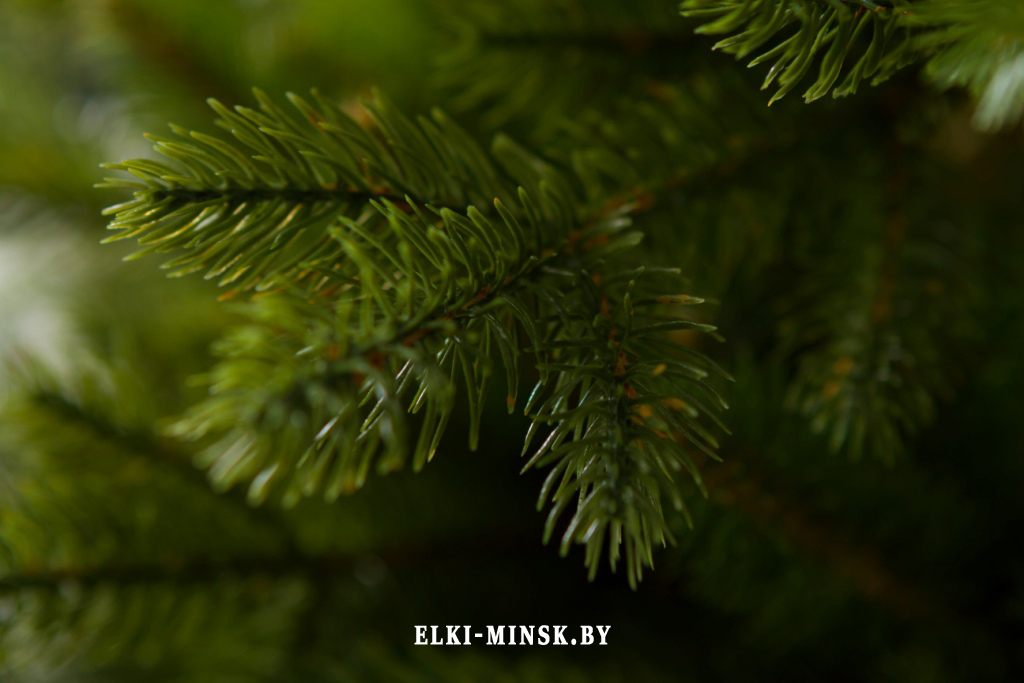 el alayska temnay (4)