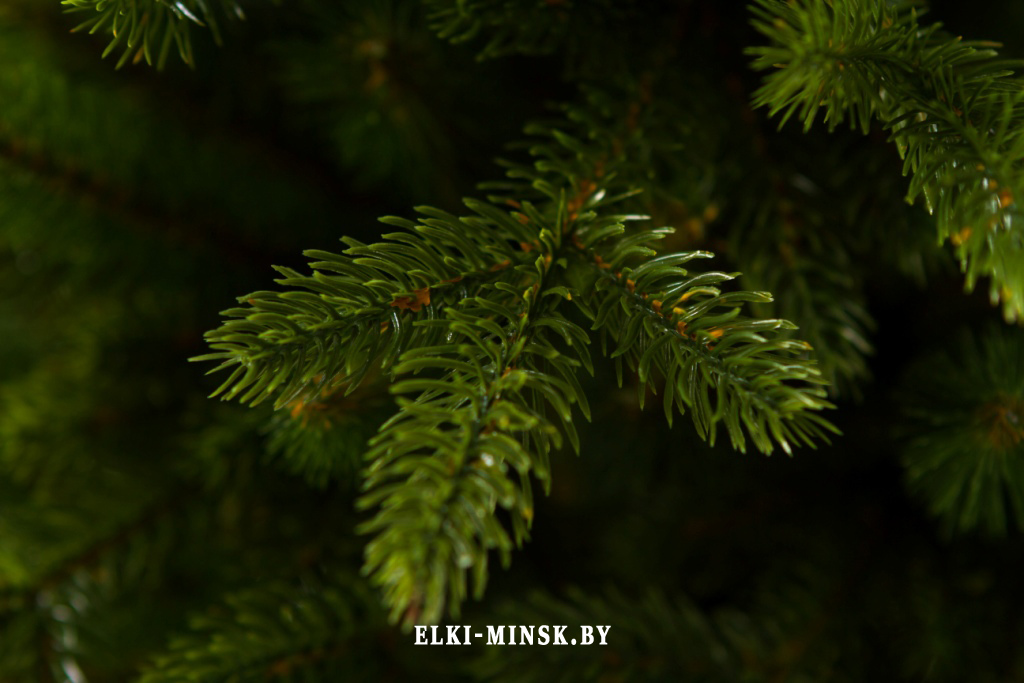 el alayska temnay (6)