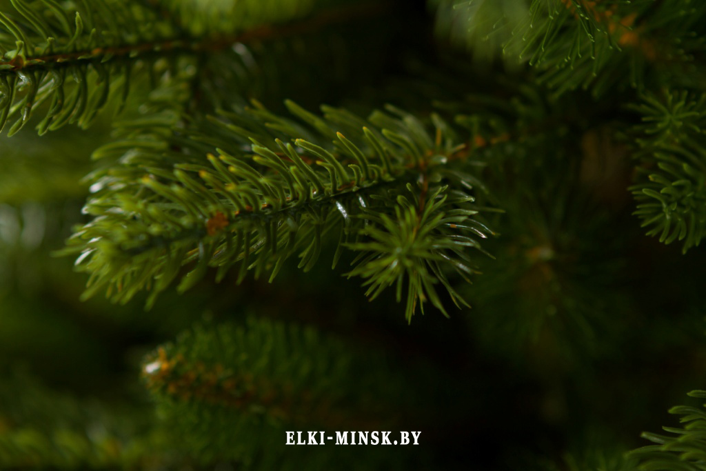 el alayska temnay (7)