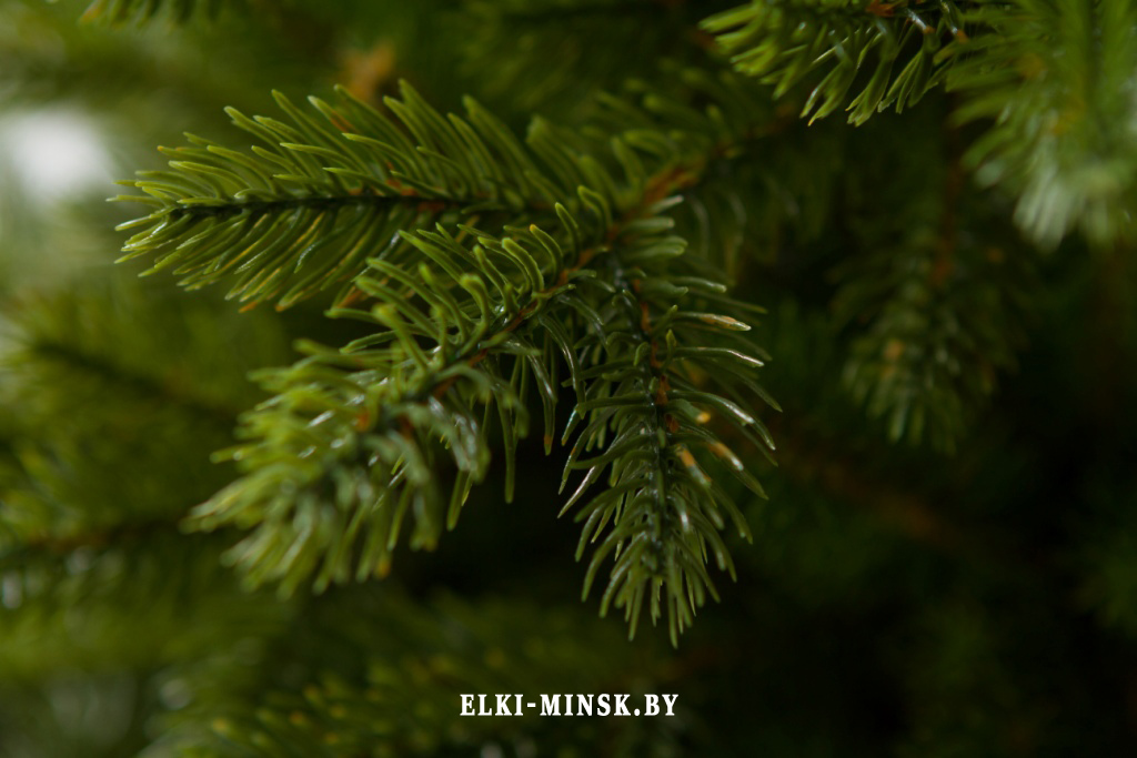 el alayska temnay (8)