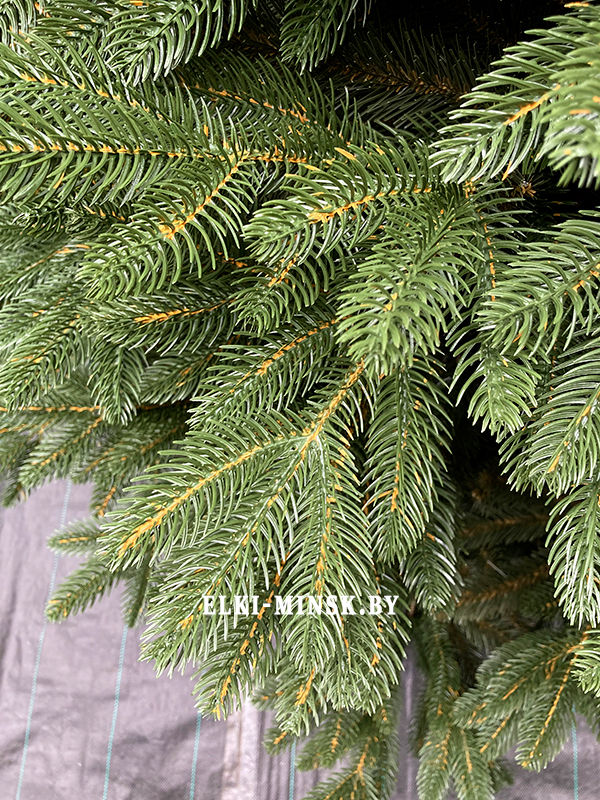 сосна босния 6